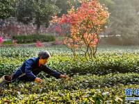  安徽舒城：岭上开满映山红
