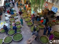  以茶会友 新昌把茶叶做成了文化
