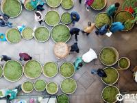  以茶会友 新昌把茶叶做成了文化