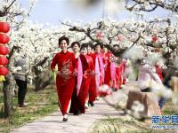  “百年梨园”秀春色