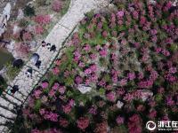  杜鹃花开春意浓