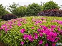 【醉美邵阳】花红叶绿绣古城