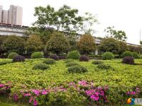 【醉美邵阳】花红叶绿绣古城