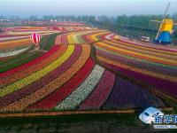  郁金香花开引客来