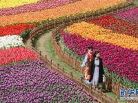  郁金香花开引客来