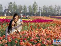  郁金香花开引客来