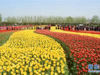  郁金香花开引客来