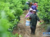  广西武鸣：种植沃柑助增收