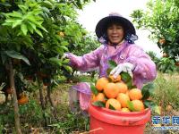  广西武鸣：种植沃柑助增收
