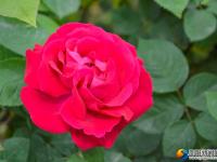 新邵：玫瑰花香四月天