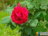 新邵：玫瑰花香四月天