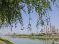 【醉美邵阳】绿柳拂堤惹碧波