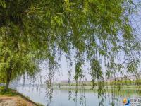 【醉美邵阳】绿柳拂堤惹碧波