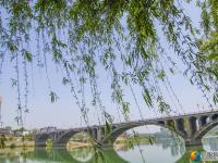 【醉美邵阳】绿柳拂堤惹碧波