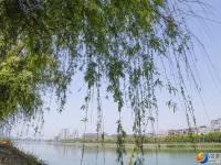 【醉美邵阳】绿柳拂堤惹碧波