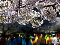  青岛赏花会启幕