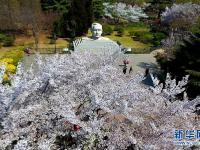  青岛赏花会启幕