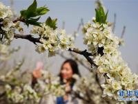  万亩李子花开