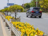 古城街道：风拂绿荫含花香