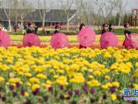  郁金香花开惹人醉