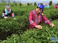  闽北茶园引客来