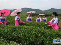  闽北茶园引客来