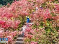  春花盛放