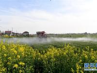  江苏海安：春耕生产进入高潮