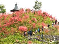  浙中杜鹃谷满山遍野别样红