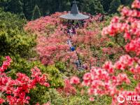  浙中杜鹃谷满山遍野别样红