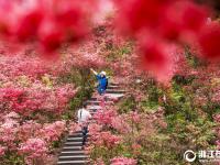  浙中杜鹃谷满山遍野别样红