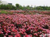  义乌：月季飘香花满城