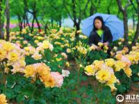  义乌：月季飘香花满城