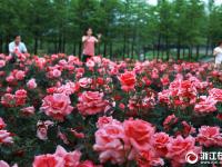  义乌：月季飘香花满城