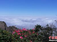  安徽黄山奔腾云海与盛放杜鹃“竞秀”