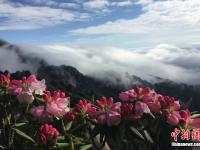  安徽黄山奔腾云海与盛放杜鹃“竞秀”