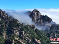  安徽黄山奔腾云海与盛放杜鹃“竞秀”