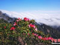  安徽黄山奔腾云海与盛放杜鹃“竞秀”