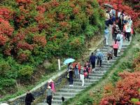  杜鹃竞放引客来