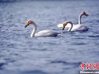  五只天鹅“逛”新疆孔雀河