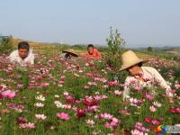 【醉美邵阳】隆回周旺镇：格桑花开