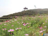 【醉美邵阳】隆回周旺镇：格桑花开