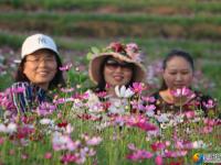【醉美邵阳】隆回周旺镇：格桑花开