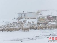  祁连山冬夏交织 山上白雪皑皑山下绿草如茵