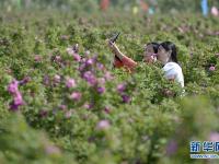  河北广宗：农旅融合助力乡村振兴
