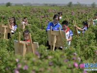  河北广宗：农旅融合助力乡村振兴