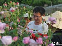  临安：美丽花卉网上卖