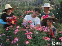  临安：美丽花卉网上卖