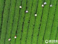  松阳：夏秋茶 采摘忙