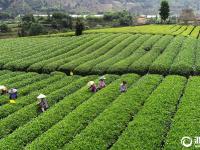  松阳：夏秋茶 采摘忙
